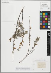 Foto von Salix repens L.